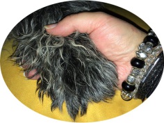 Hundeschule Mold